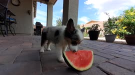11-week-old miniature Australian shepherd enjoys watermelon for first time on hot summer day