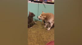 Shiba Inu protects meerkat from naughty pooch
