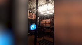 Hundreds of flying termites take over home