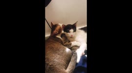 Romantic cat couple cuddling way too comforting Lem x Jambon