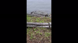 Ninja Seal Team 6 Snapping Turtle Trying To Sneak Up On My Location