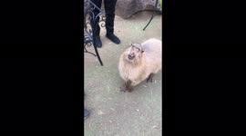 Capybara so hungry for food he climbs onto bench