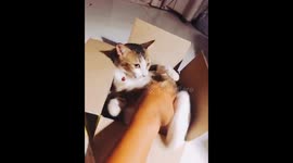 Lem The Cat Love To Bite And Her Ending