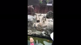 Meerkat Standing at Attention to Catch Food