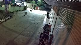 Security camera in India films three LEOPARDS walking down street