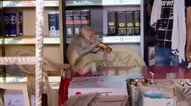 Monkey jumps into alcohol store in India and begins drinking bottle of liquor