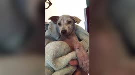 Abandoned dog learns to trust humans after being rescued on side of dangerous road in Bali