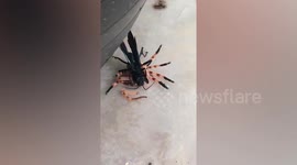 Black wasp gruesomely rips off a spider’s legs it hunted for meal