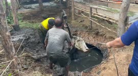 Cow stuck in septic tank rescued in Thailand