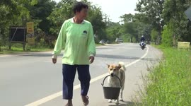 Hardworking pet dog helps farmer carry buckets through field