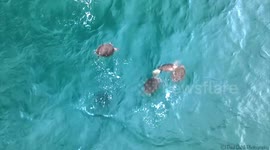 Stunning footage captures group of usually highly solitary sea turtles swimming together in Florida