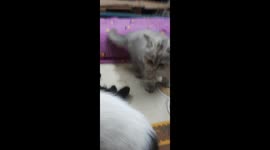 Egyptian Carla Kitten Fight On Bed