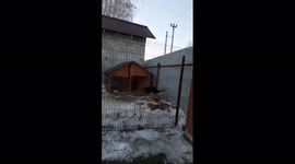 A curious shepherd dog jumps above the fence to see who is there