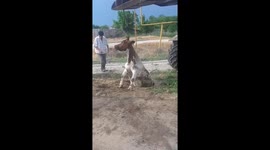 Cow hauled out of sewer manhole by crane in Russia