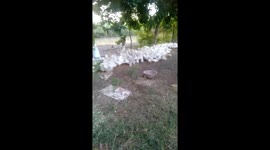 Man controls thousands of ducks to move with his voice