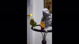 African Grey Parrot is teasing his green fella Indian Ringneck over the chip