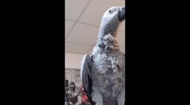 Angry African Grey Parrot swears and says Go Corona Go