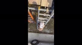 Boris the bulldog  climbs the ladder ,to be with owner