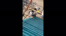 Bulldog Dog on the roof