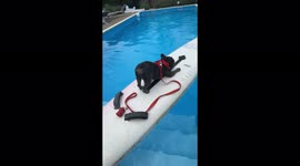 French bulldog is surfing, very funny