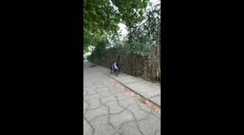 French bulldog borrows the baby stroller because of the hot weather