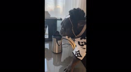 French bulldog makes a cappucino