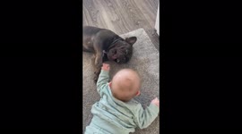3 month old baby laughs while playing with his frenchie