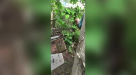 Woman gets attacked by a snake while trimming the bushes in central India