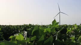 Cotton Field with electric generating wind mills near Corpus Christi, Texas, USA