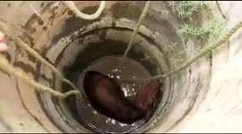 Calf pulled out of narrow borewell by villagers in southern India