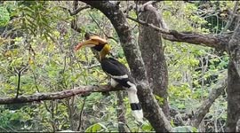 An endangered species, “Great Indian Hornbill” captured on camera in South India