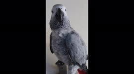 African Grey Parrot says