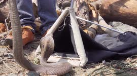 Deadly cobra rescued from 40-foot bore well in northwestern India