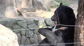 An asiatic black bear masterfully hold his sweet corn on his wrist while very gingerly dining on it.