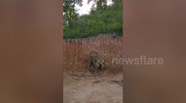 Adorable moment three elephants play in the mud in northern Thailand