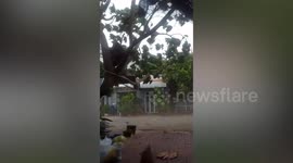 Strong winds fell tree and blow away cart in Vietnam