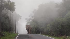 Breathtaking moment elephant emerges on road in morning fog