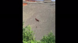 Red Squirrel Climbing The Wall Like A Spiderman In Radom, Poland