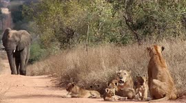 Elephant approaches lionesses and lion cubs while walking up the road at Jabulani Safari