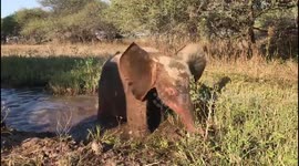 Adorable orphaned baby elephant loves life after rescue from poacher's snare