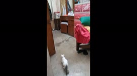 Baby cat calling for her mom cat to get down - funny cat compilation videos mommy cat and baby cat talking to each other