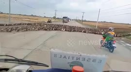 Hundreds of ducks crossing road hold up traffic in the Philippines