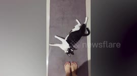 Pet cat tries to stop owner from working out