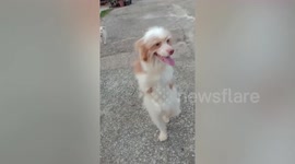 Disabled pooch born with 2 legs has learnt to walk and it's adorable