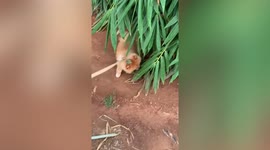 Bird relaxes on Pomeranian dog’s fluffy fur in Taiwan
