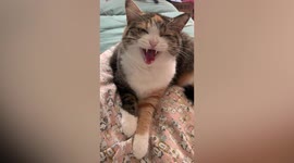 Talented cat sings along to nursery rhyme with its owner in Taiwan