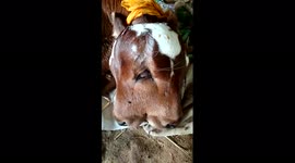 A calf was born in South India with two heads
