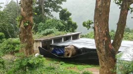 Elephant casually bulldozes its way through building in southern India