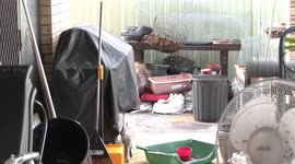 Cheeky Australian Raven steals coconut fibre for its nest – watched by Brulee the cat.