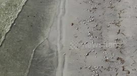 Miles of Dead Fish Wash Up On The Beach In Florida From Red Tide